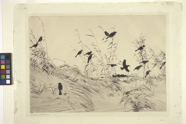 Melros e Pássaros Negros (tinta sobre papel)