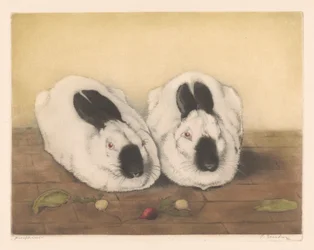 Dois coelhos do Himalaia