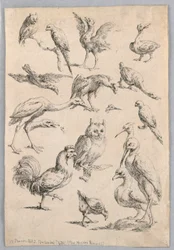 Sortimento de Aves, da "Coleção de diferentes estudos com animais..."
