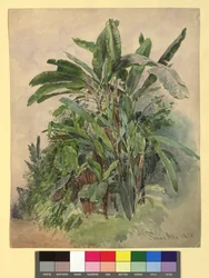Schönbrunn - Estudo de plantas