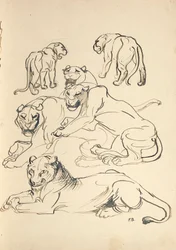 Seis pumas