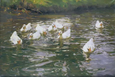 Patos brancos na água