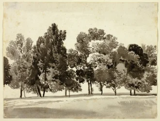 Bosque de árvores frondosas