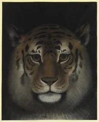 Cabeça de tigre