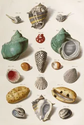 Várias conchas do mar, 1758