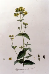 O hipericão da montanha ou mil-mortas (hipericão de São João) da "Flora Monacensis" de F. De Paola De Schrank. Munique 1816