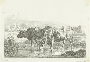 Duas vacas para beber