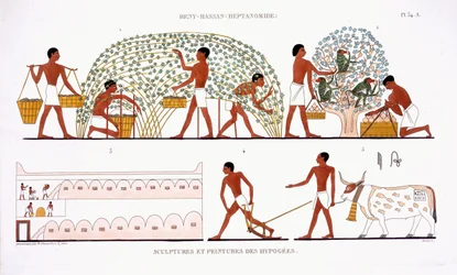 Colheita de fruta, de um Raro Registo de Frescos de Tebas, gravado em 1819-1822 na sua segunda visita ao Egipto por Frederic Cailliaud (1787-1869), cor litho