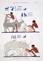 Trabalho Veterinário, de um Raro Registo de Frescos de Tebas, gravado em 1819-1822 na sua segunda visita ao Egipto por Frederic Cailliaud (1787-1869), cor litho