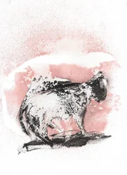 Esboço dinâmico de um felino