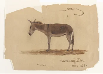 Um burro, Baranquilla, Colômbia
