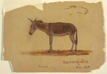 Desenho, Um burro, Baranquilla, Colômbia, maio de 1853