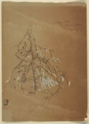 Desenho, Uma árvore perene nodosa, Grand Manan, Canadá, agosto de 1851