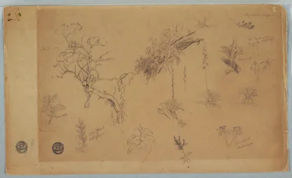 Desenho, Um grupo de treze estudos botânicos da Colômbia ou do Equador, 1853
