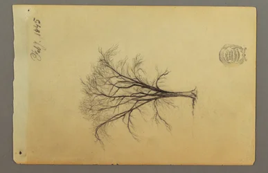 Desenho, Uma árvore sem folhas, fevereiro de 1845