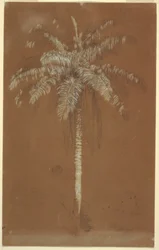 Desenho, Palmeira Abaye, Monte Salus, Jamaica, junho de 1865