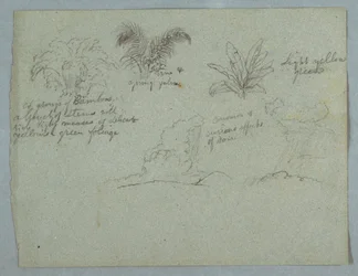 Desenho, Bambus, Videira e uma Jovem Palmeira, Planta, e Duas Cenas de Chuva Caindo de Nuvens sobre Cumes, Rio Magdalena, Colômbia, 1853, provavelmente maio