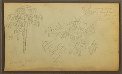 Desenho, Esboços Botânicos, 1857