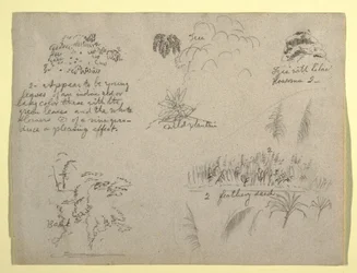 Desenho, Esboços Botânicos, Colômbia, 1853
