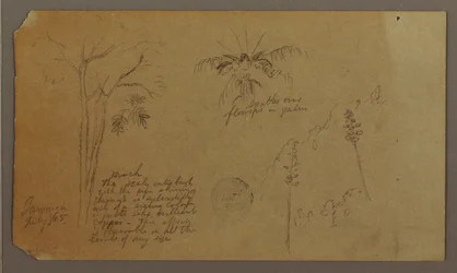 Desenho, Esboços Botânicos, julho de 1865
