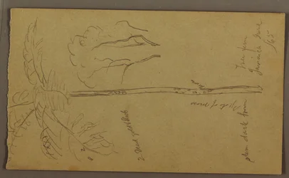 Desenho, Esboços Botânicos, junho de 1865