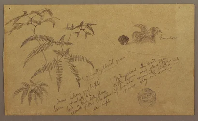 Desenho, esboços botânicos, maio-agosto de 1865
