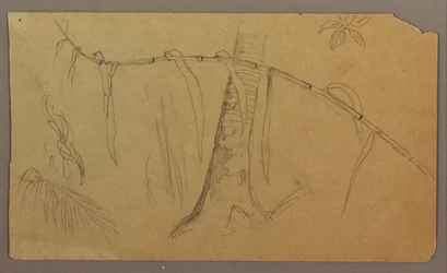 Desenho, esboços botânicos, maio-agosto de 1865