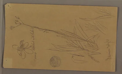 Desenho, esboços botânicos mostrando pormenores de uma planta, Jamaica, julho de 1865