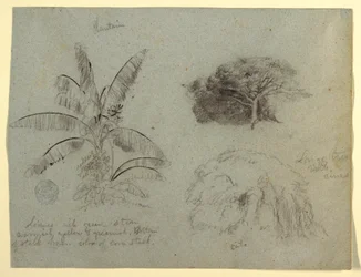 Desenho, Esboços Botânicos, América do Sul, maio de 1853 