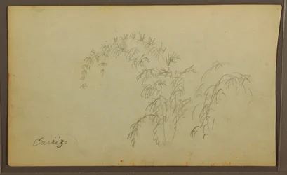 Desenho, Esboços Botânicos; Verso: Esboços Botânicos, 1857