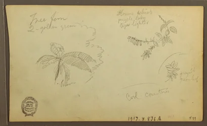 Desenho, Esboços Botânicos; Verso: Esboços Botânicos, 1857