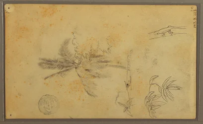 Desenho, Esboços Botânicos; Verso: Lagarto, Palmeira, 1857