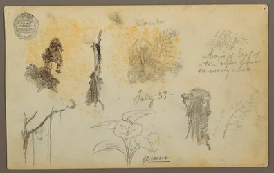 Desenho, Esboços Botânicos da Colômbia: Árvores de bambu, troncos e pormenores, julho de 1853