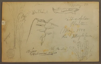 Desenho, Esboços Botânicos do Rio Magalena, Colômbia, maio de 1853
