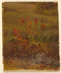 Desenho, Estudos Botânicos, outubro de 1865