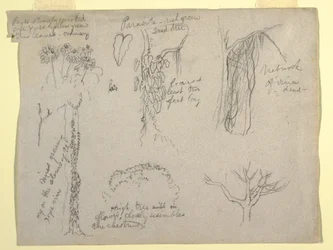 Desenho, Estudos Botânicos feitos no Rio Magdalena, Colômbia:  Parasita, Árvore Morta, 1853