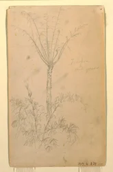 Desenho, Estudos botânicos de uma árvore, maio-junho de 1857
