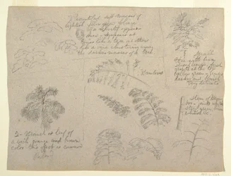 Desenho, Estudos Botânicos, visto do Rio Magdalena, Colômbia, 1853