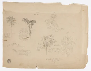 Desenho.  Esboços botânicos da Colômbia.