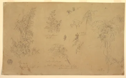 Desenho, esboços botânicos, "perto de Jorje", 23 de julho de 1857