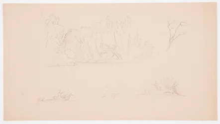 Desenho, Esboços botânicos: árvore, árvores na costa, setembro de 1876