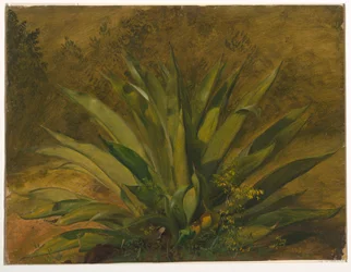 Desenho, Estudo botânico, 1865-66