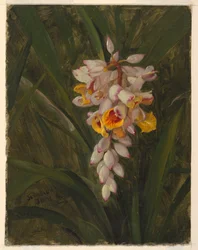 Desenho, "Cardamum", 1865