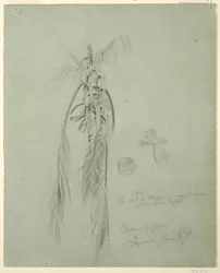 Desenho, Coqueiros, Jamaica, 14 de junho de 1865
