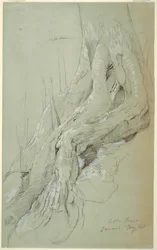 Desenho, Raízes de algodoeiro a crescer numa encosta, Jamaica, maio de 1865