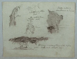 Desenho, Pormenores de flores, plantas e árvores ao longo de uma margem do rio, Rio Magdalena, Colômbia, 1853, provavelmente maio