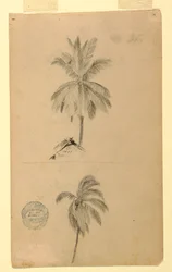 Desenho, Desenhos.  Dois esboços.  Palmeiras, 1857