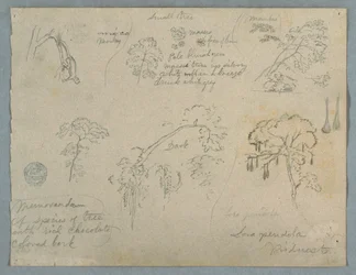 Desenho, Cinco estudos botânicos com um macaco pendurado, provavelmente Colômbia, 1853