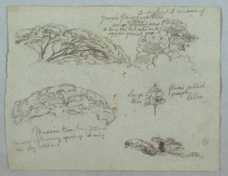 Desenho, Cinco estudos de copas de árvores, Rio Magdalena, Colômbia, 1853, provavelmente maio
