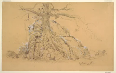 Desenho, Árvore de Königssee, 16 de julho de 1868